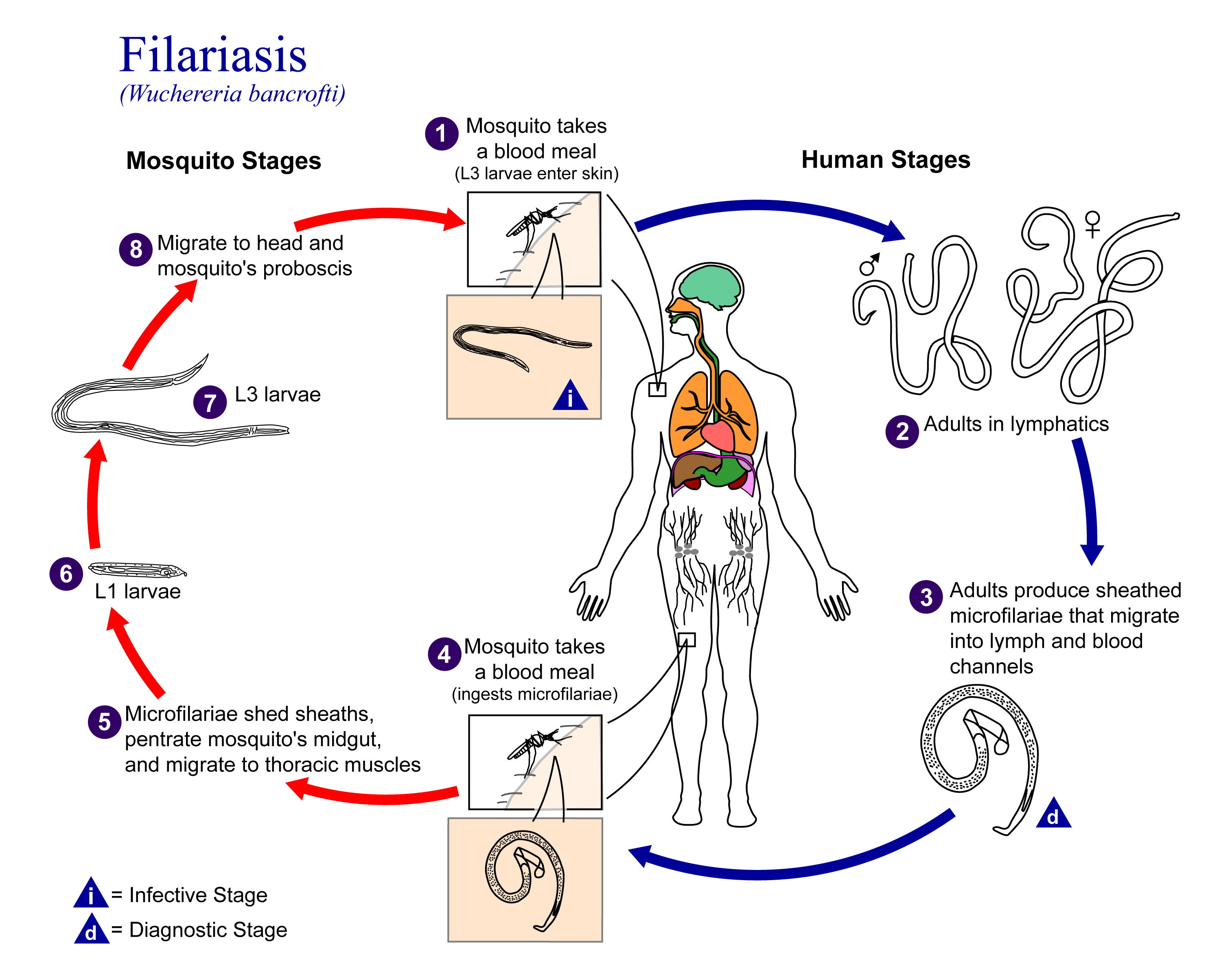Zoology Notes On – Filariasis – For W.B.C.S. Examination.
