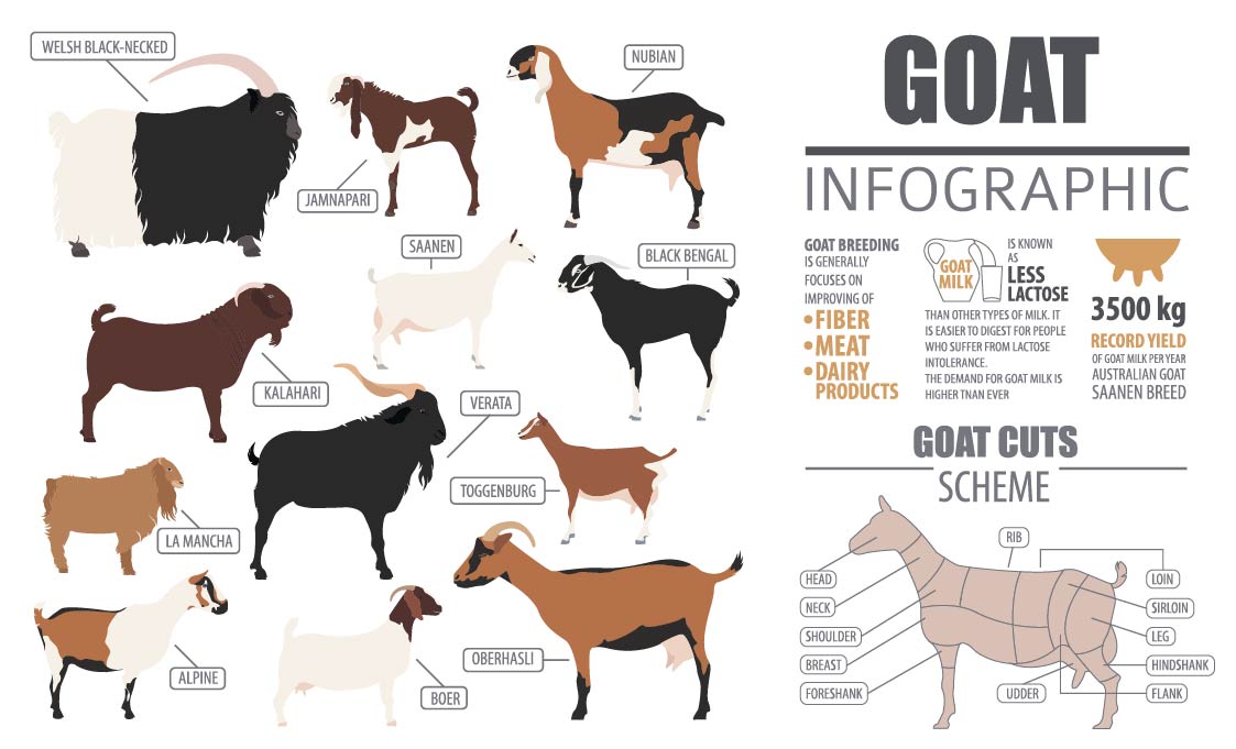 Animal Husbandry Notes On - Types Of Goat Breed - For .S. Examination. Animal Husbandry Notes On - Types Of Goat Breed - For .S. Examination.