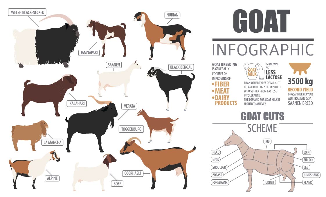 Animal Husbandry Notes On – Types Of Goat Breed – For W.B.C.S. Examination.