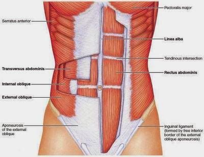 Medical Science Notes On – Abdominal Muscle – For W.B.C.S. Examination.