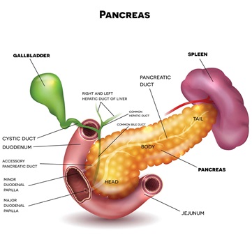 The Pancreas – Medical Science Notes – For W.B.C.S. Examination.