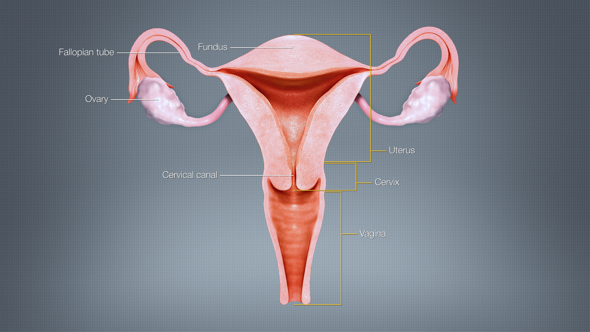 The Uterus – Medical Science Notes – For W.B.C.S. Examination.