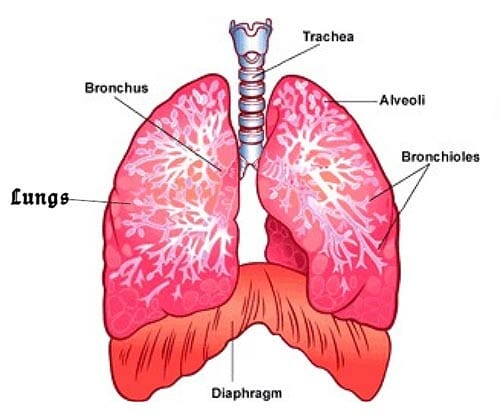 W.B.C.S. Examination Notes On – Diaphragm Anatomy – Medical Science Notes.