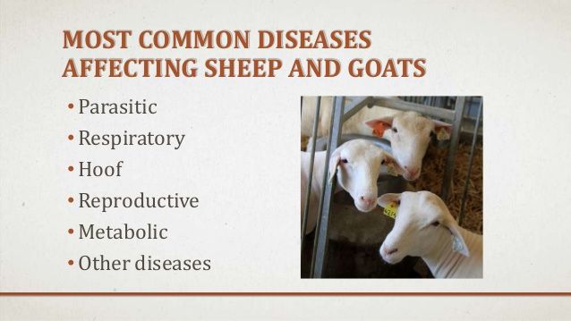 W.B.C.S. Examination Notes On – Diseases Of Sheep And Goat – Animal Husbandry Notes.