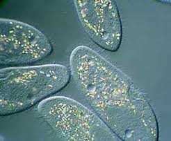 Distinctive Features Of Phylum Protozoa – Zoology Notes – For W.B.C.S. Examination.