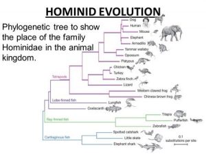 Evolutionary Trend In Hominidae – Geology Notes – For W.B.C.S. Examination.