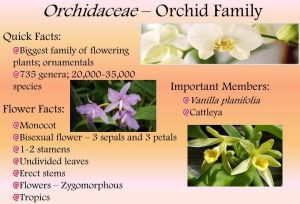 Orchidaceae – Botany Notes – For W.B.C.S. Examination.