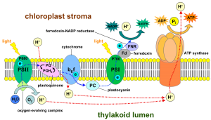 Photophosphorylation – Botany Notes – For W.B.C.S. Examination.