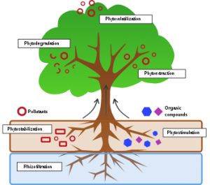 W.B.C.S. Examination Notes On – Phytoremediation – Botany Notes.