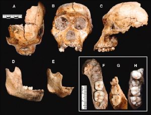 W.B.C.S. Examination Notes On – Southern Ape Men – Geology Notes.