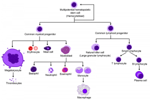 W.B.C.S. Examination Notes On – Cell Lineage – Zoology Notes.