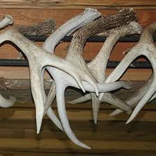 Zoology Notes On – Difference Between Horns And Antlers – For W.B.C.S. Examination.