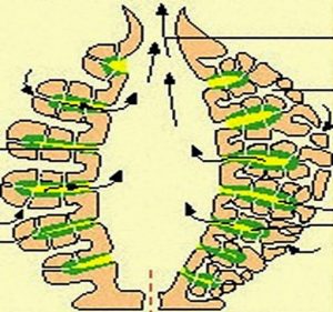 Canal System Of Sycon – Zoology Notes – For W.B.C.S. Examination.