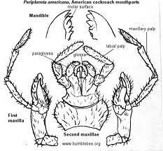 W.B.C.S. Examination Notes On – Mouth Parts Of Periplaneta – Zoology Notes.