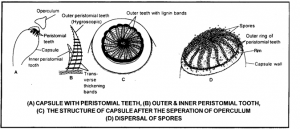 W.B.C.S. Examination Notes On – Spore Dispersal In Funaria – Botany Notes.