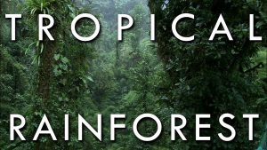 W.B.C.S. Examination Notes On – Tropical Rain Forests Of India – Geography Notes.