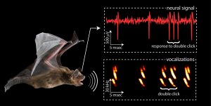 Zoology Notes – Short Note On Echolocation – For W.B.C.S. Examination.