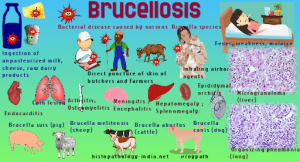 Brucellosis In Animals – Animal Husbandry Notes – For W.B.C.S. Examination.