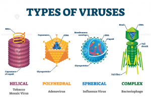 W.B.C.S. Examination Notes On – Classification Of Virus – Animal Husbandry Notes.