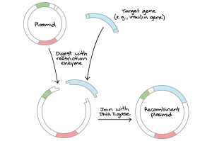 W.B.C.S. Examination Notes On – Gene Cloning And PCR – Zoology Notes.