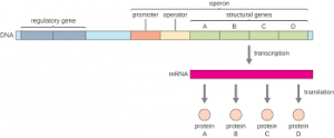 Zoology Notes On – Operon Theory – For W.B.C.S. Examination.