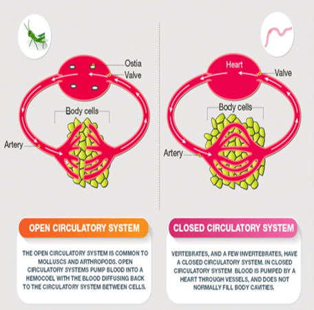 Blood Circulation System By WBCS MADE EASY Student At Science Club - Blood Circulation System By WBCS MADE EASY Student At Science Club -