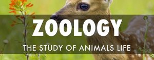 How To Prepare Zoology Optional For WBCS Main Exam – Zoology Book List.